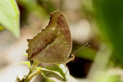 鱗紋眼蛺蝶 Junonia lemonias aenaria 性別不明
