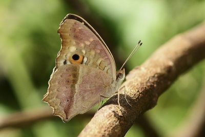 鱗紋眼蛺蝶 Junonia lemonias aenaria 性別不明