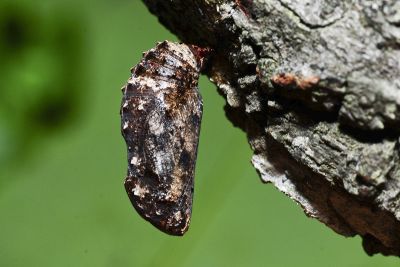 鱗紋眼蛺蝶 Junonia lemonias aenaria