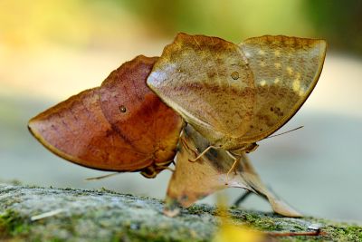 方環蝶 Discophora sondaica tulliana 交尾中個體