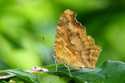 黃鉤蛺蝶 Polygonia c-aureum lunulata 性別不明