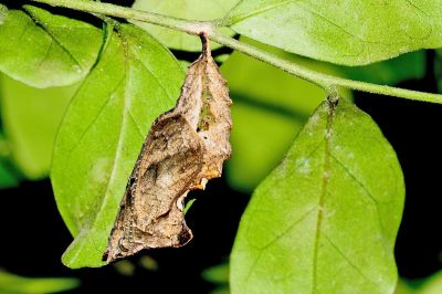 黃鉤蛺蝶 Polygonia c-aureum lunulata