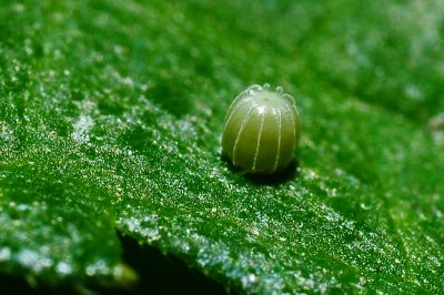 黃鉤蛺蝶 Polygonia c-aureum lunulata