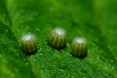 黃鉤蛺蝶 Polygonia c-aureum lunulata