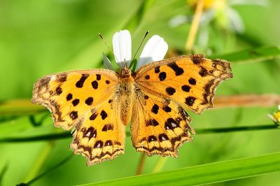 黃鉤蛺蝶 Polygonia c-aureum lunulata 性別不明