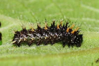 黃鉤蛺蝶 Polygonia c-aureum lunulata