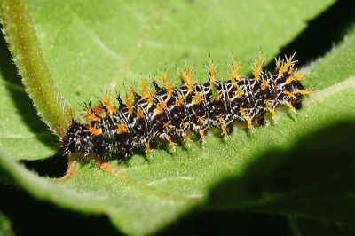 黃鉤蛺蝶 Polygonia c-aureum lunulata