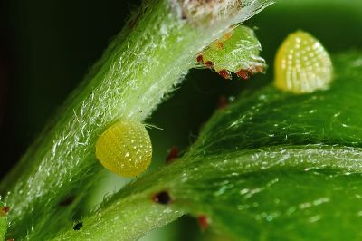 黃襟蛺蝶 Cupha erymanthis