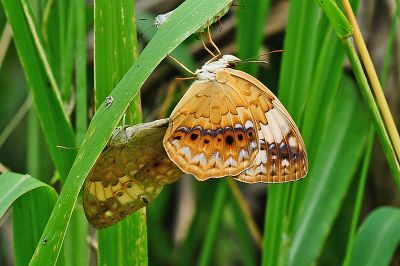 黃襟蛺蝶 Cupha erymanthis 交尾中個體