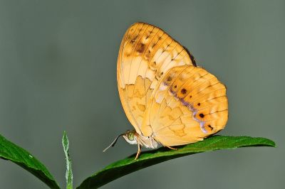 黃襟蛺蝶 Cupha erymanthis 性別不明