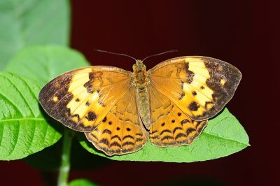 黃襟蛺蝶 Cupha erymanthis 雄蟲