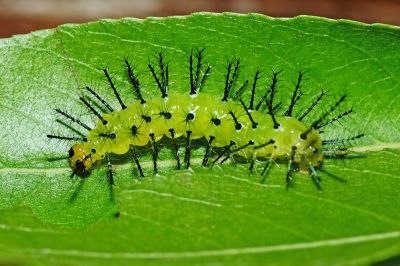 黃襟蛺蝶 Cupha erymanthis