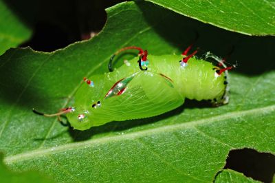 黃襟蛺蝶 Cupha erymanthis