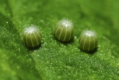 黃鉤蛺蝶 Polygonia c-aureum lunulata