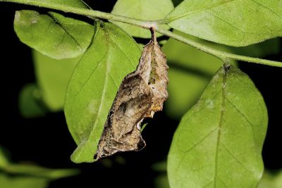 黃鉤蛺蝶 Polygonia c-aureum lunulata