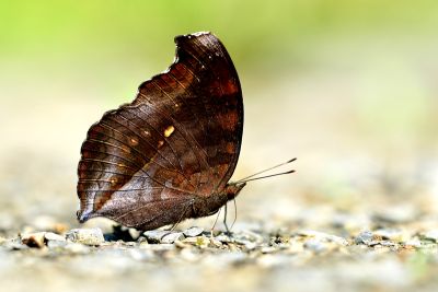 黯眼蛺蝶 Junonia iphita 雄蟲