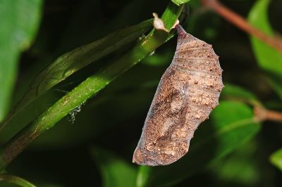 黯眼蛺蝶 Junonia iphita