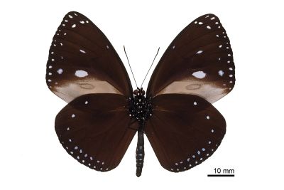 圓翅紫斑蝶（菲律賓、關島亞種） Euploea eunice kadu 雄蟲