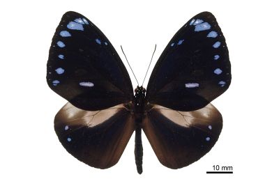 圓翅紫斑蝶（菲律賓、關島亞種） Euploea eunice kadu 雄蟲