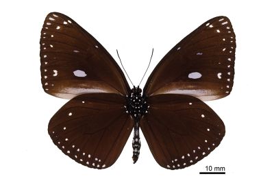圓翅紫斑蝶（菲律賓、關島亞種） Euploea eunice kadu 雌蟲