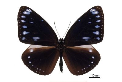 圓翅紫斑蝶（菲律賓、關島亞種） Euploea eunice kadu 雌蟲