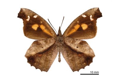 東方喙蝶 Libythea lepita formosana 雄蟲