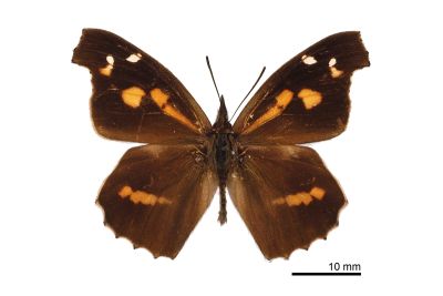 東方喙蝶 Libythea lepita formosana 雄蟲