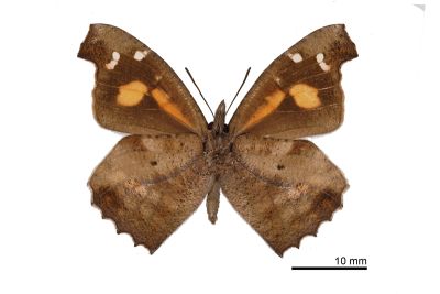 東方喙蝶 Libythea lepita formosana 雌蟲