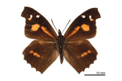 東方喙蝶 Libythea lepita formosana 雌蟲