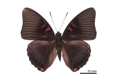 紅玉翠蛺蝶 Euthalia irrubescens fulguralis 雄蟲