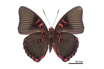 紅玉翠蛺蝶 Euthalia irrubescens fulguralis 雄蟲