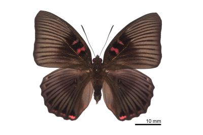 紅玉翠蛺蝶 Euthalia irrubescens fulguralis 雌蟲