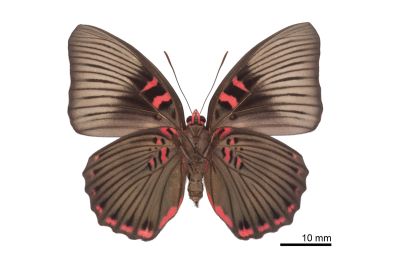 紅玉翠蛺蝶 Euthalia irrubescens fulguralis 雌蟲