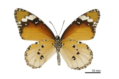 金斑蝶 Danaus chrysippus 雄蟲