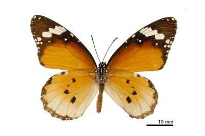 金斑蝶 Danaus chrysippus 雄蟲