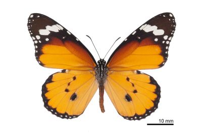 金斑蝶 Danaus chrysippus 雄蟲
