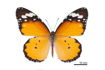 金斑蝶 Danaus chrysippus 雌蟲