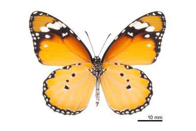 金斑蝶 Danaus chrysippus 雌蟲