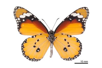 金斑蝶 Danaus chrysippus 雌蟲