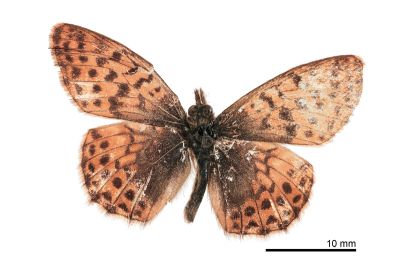 珀豹蛺蝶 Boloria pales yangi 雄蟲