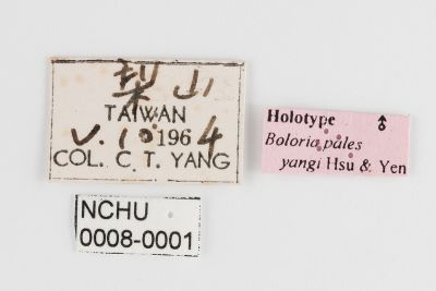 珀豹蛺蝶 Boloria pales yangi