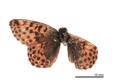 珀豹蛺蝶 Boloria pales yangi 雄蟲