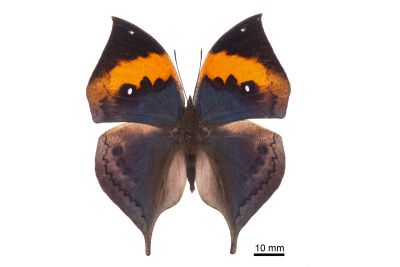 枯葉蝶 Kallima inachus formosana 雄蟲