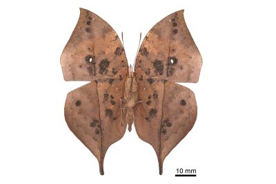 枯葉蝶 Kallima inachus formosana 雄蟲