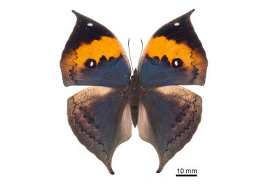 枯葉蝶 Kallima inachus formosana 雌蟲