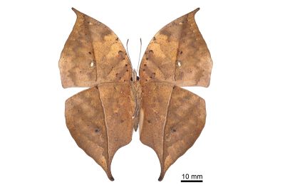 枯葉蝶 Kallima inachus formosana 雌蟲