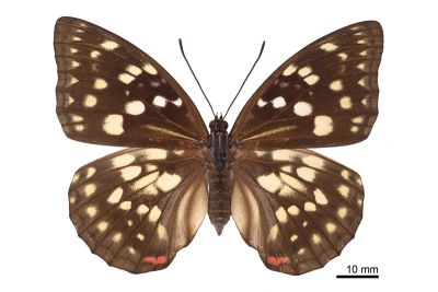 大紫蛺蝶 Sasakia charonda formosana