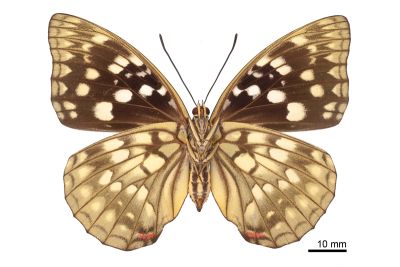 大紫蛺蝶 Sasakia charonda formosana