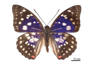 大紫蛺蝶 Sasakia charonda formosana