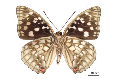 大紫蛺蝶 Sasakia charonda formosana